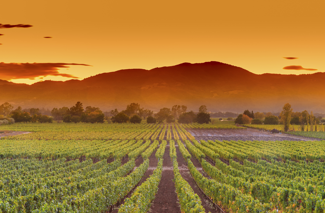 Panoramic Image of Napa, CA